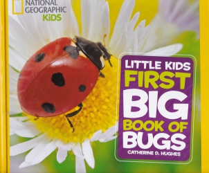 Little kids first big book of bugs